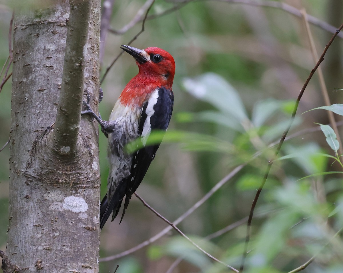 Red-breasted Sapsucker - ML619161231