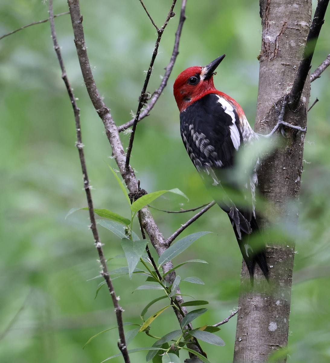 Red-breasted Sapsucker - ML619161232