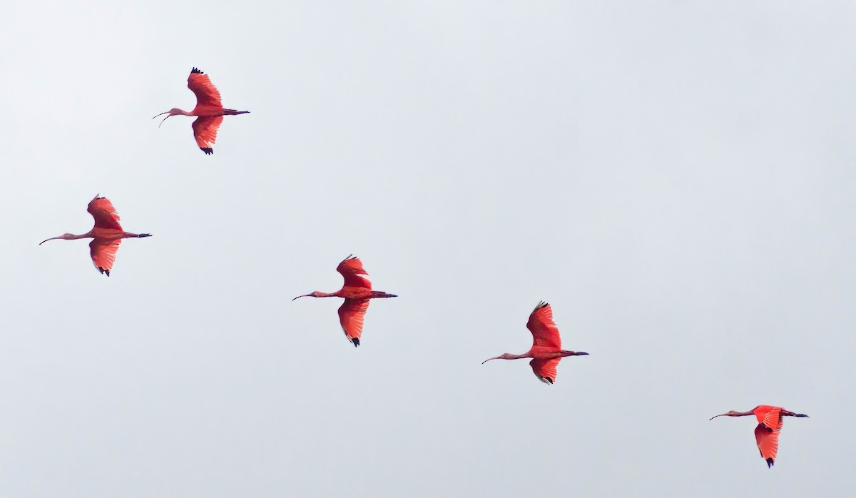 ibis rudý - ML619161342