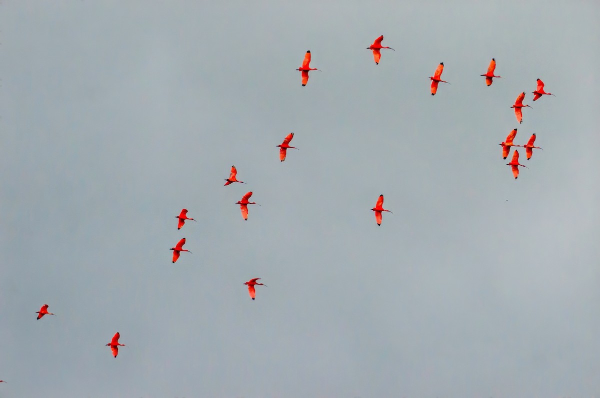 ibis rudý - ML619161343