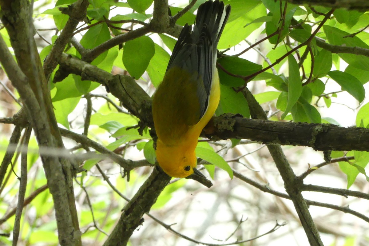 Prothonotary Warbler - ML619161361