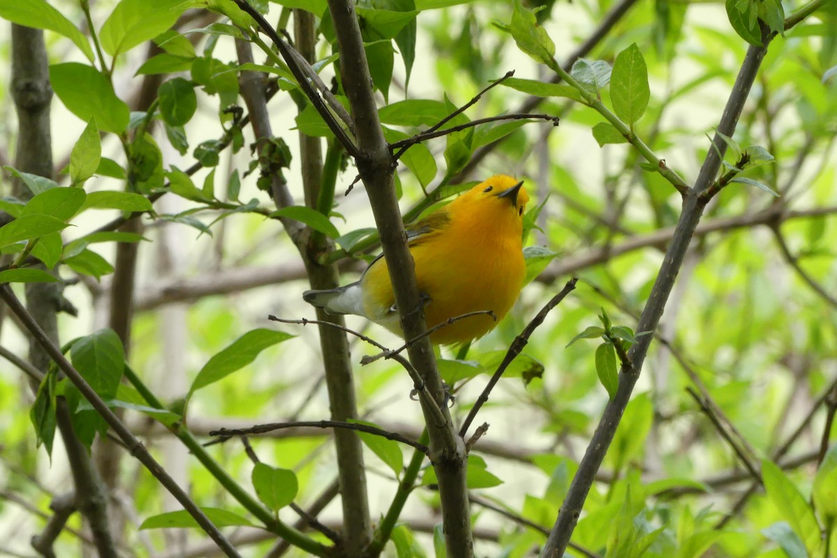 Prothonotary Warbler - ML619161380