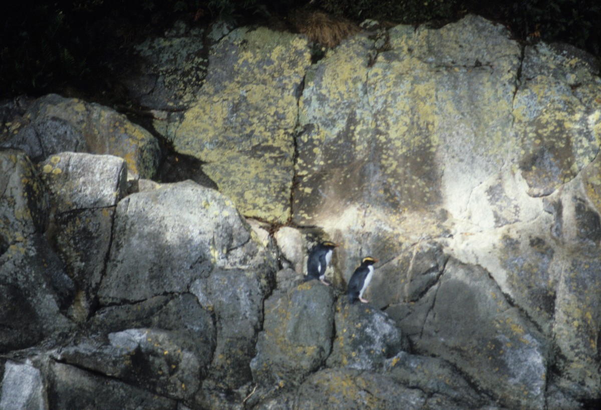 Fiordland Penguin - ML619161387