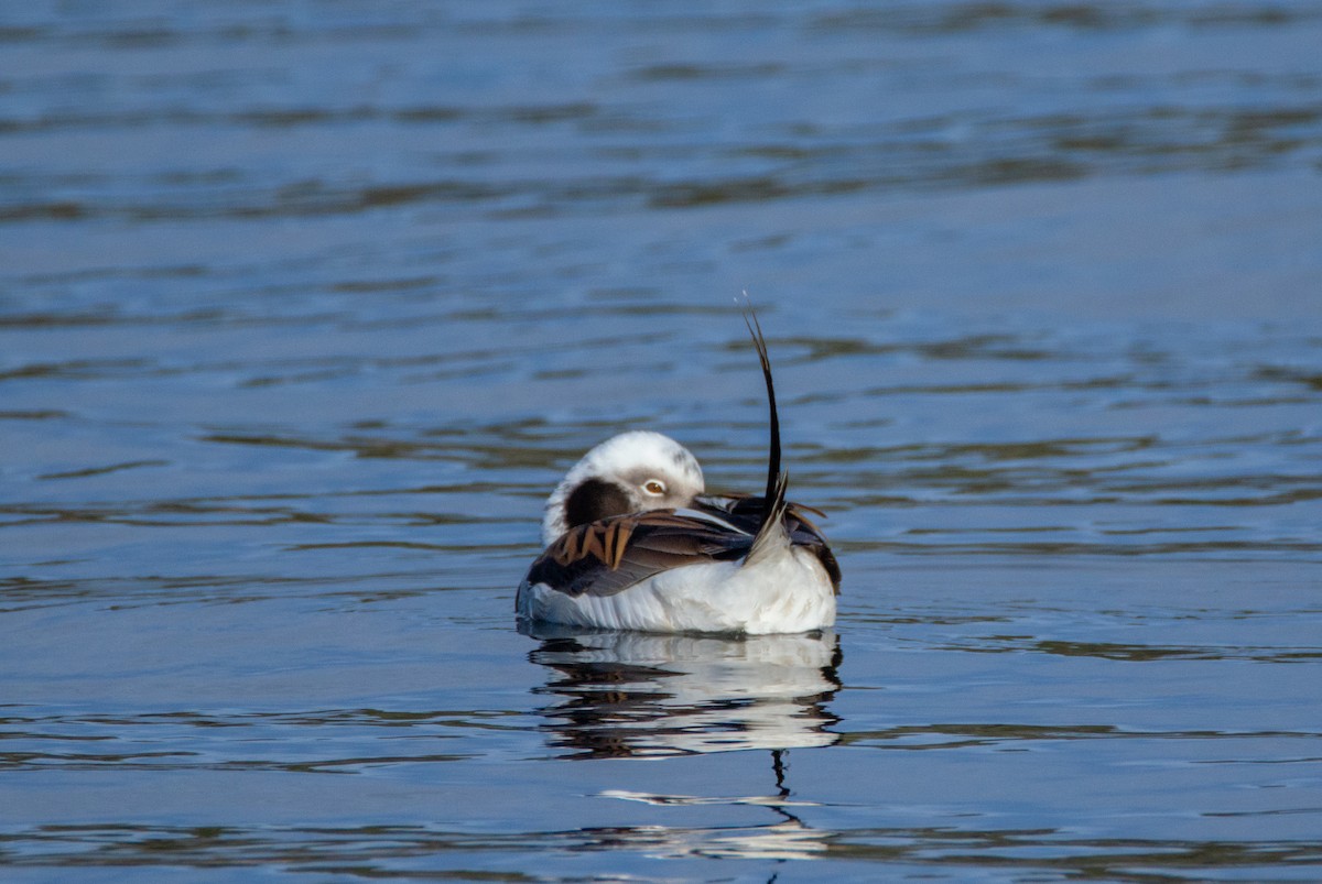 Long-tailed Duck - ML619161402