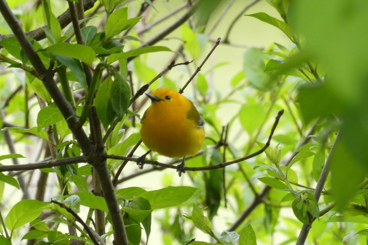 Prothonotary Warbler - ML619161425
