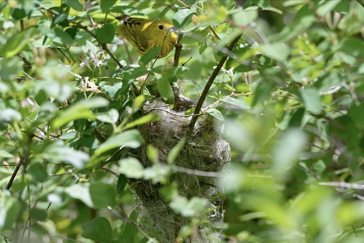 Yellow Warbler - ML619161459