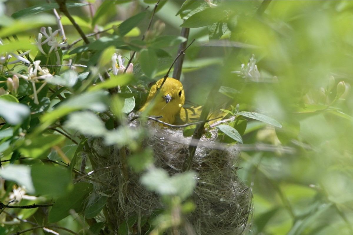 Yellow Warbler - ML619161461