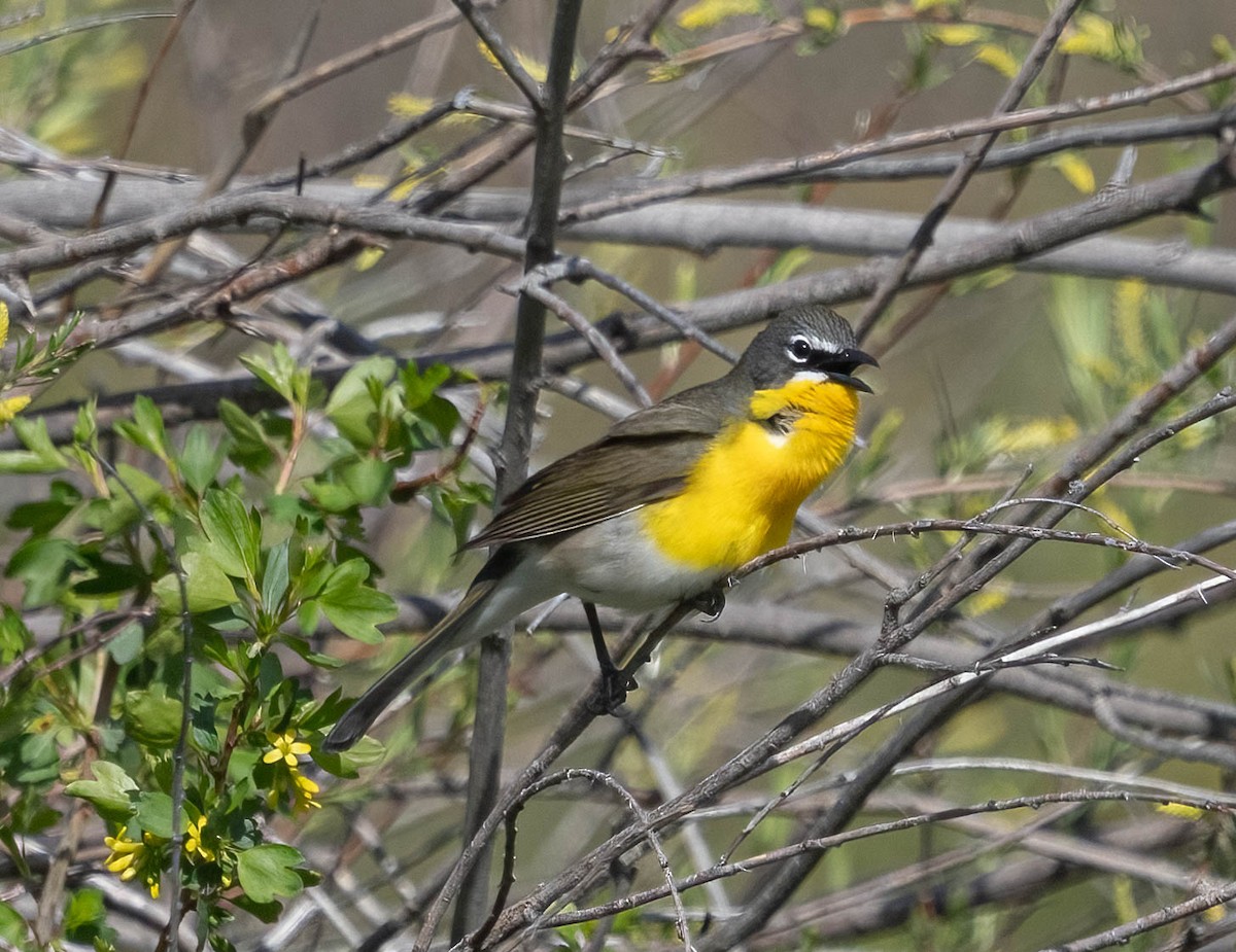 Yellow-breasted Chat - ML619161464