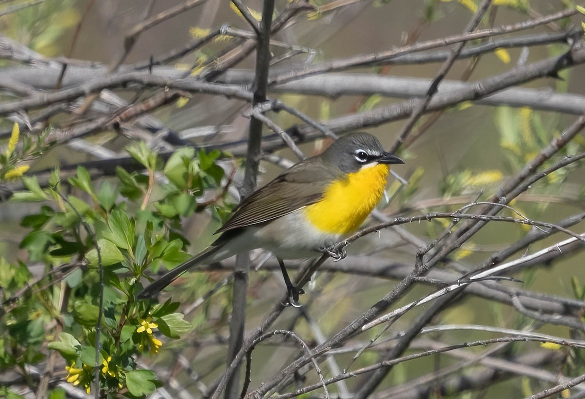 Yellow-breasted Chat - ML619161465