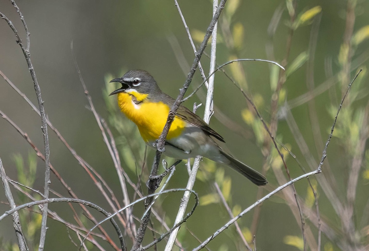Yellow-breasted Chat - ML619161466