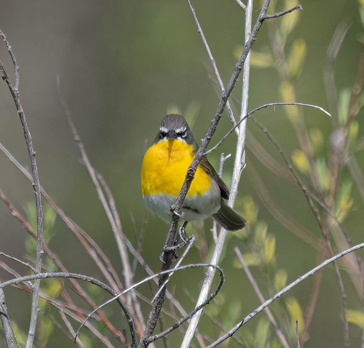 Yellow-breasted Chat - ML619161467
