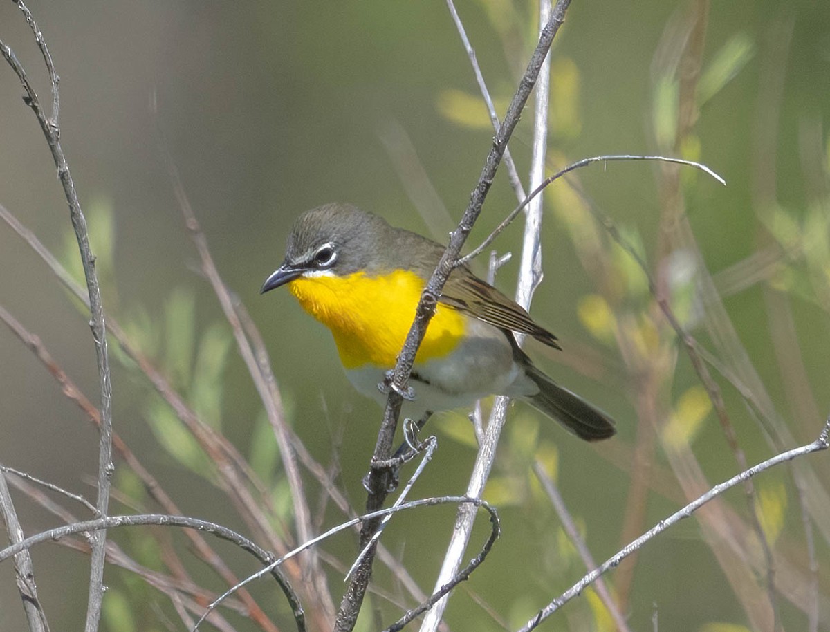 Yellow-breasted Chat - ML619161468