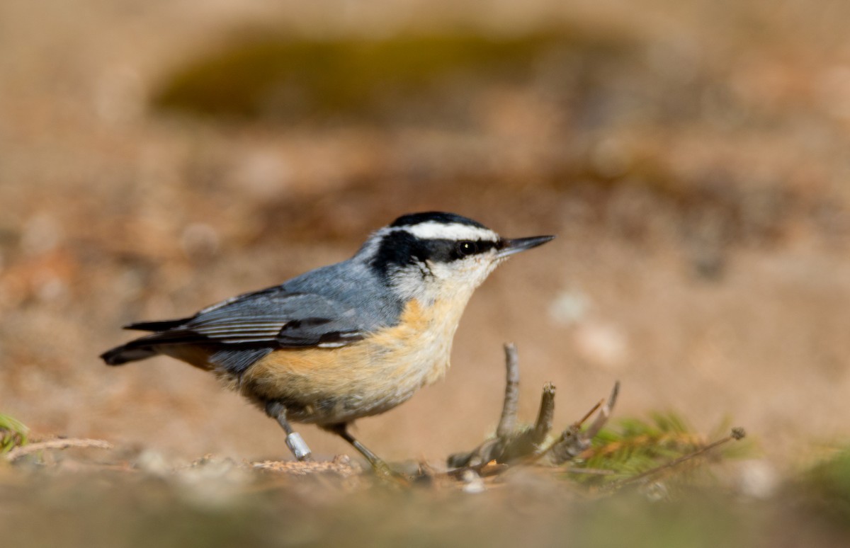 Red-breasted Nuthatch - ML619161505