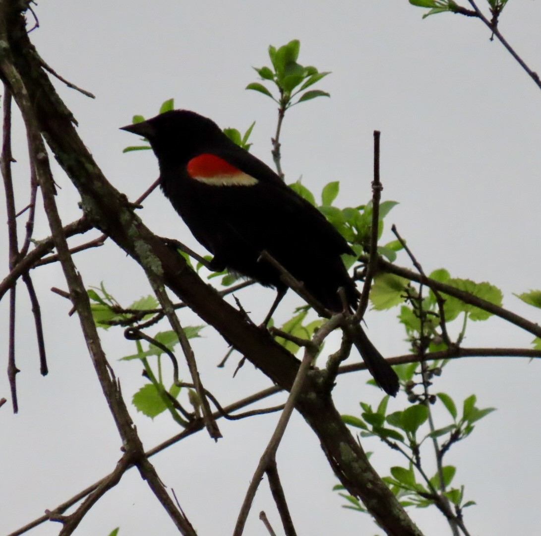 Red-winged Blackbird - ML619161528