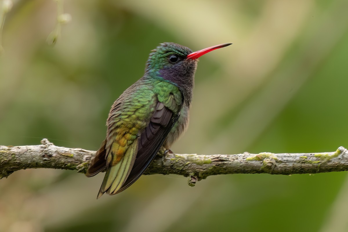 Blue-throated Goldentail - ML619161546