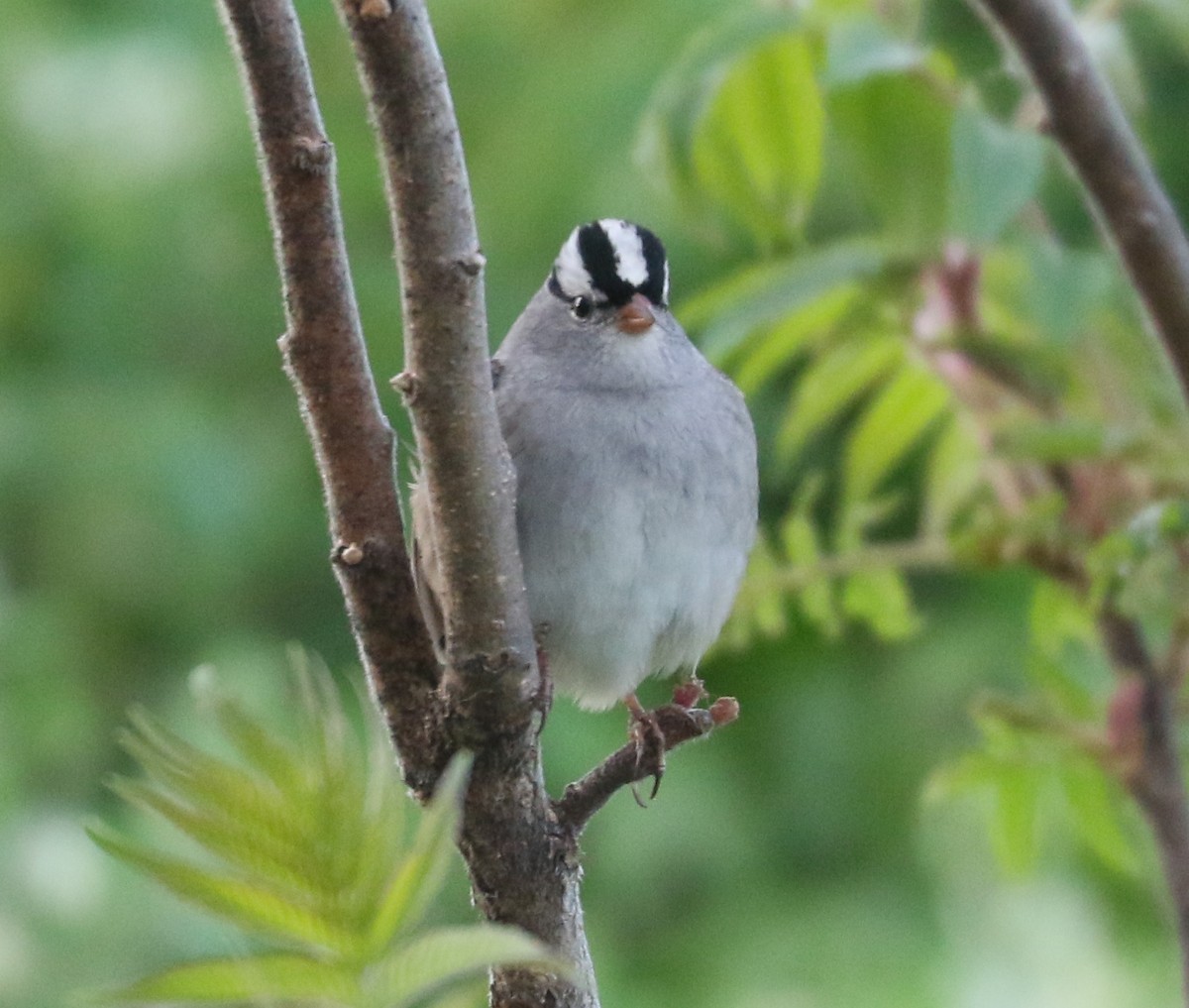 White-crowned Sparrow (Dark-lored) - ML619161554