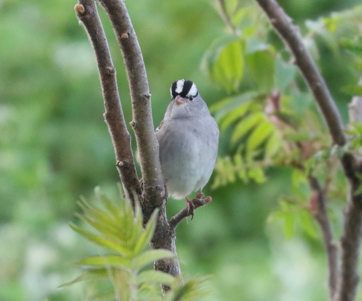 White-crowned Sparrow (Dark-lored) - ML619161557