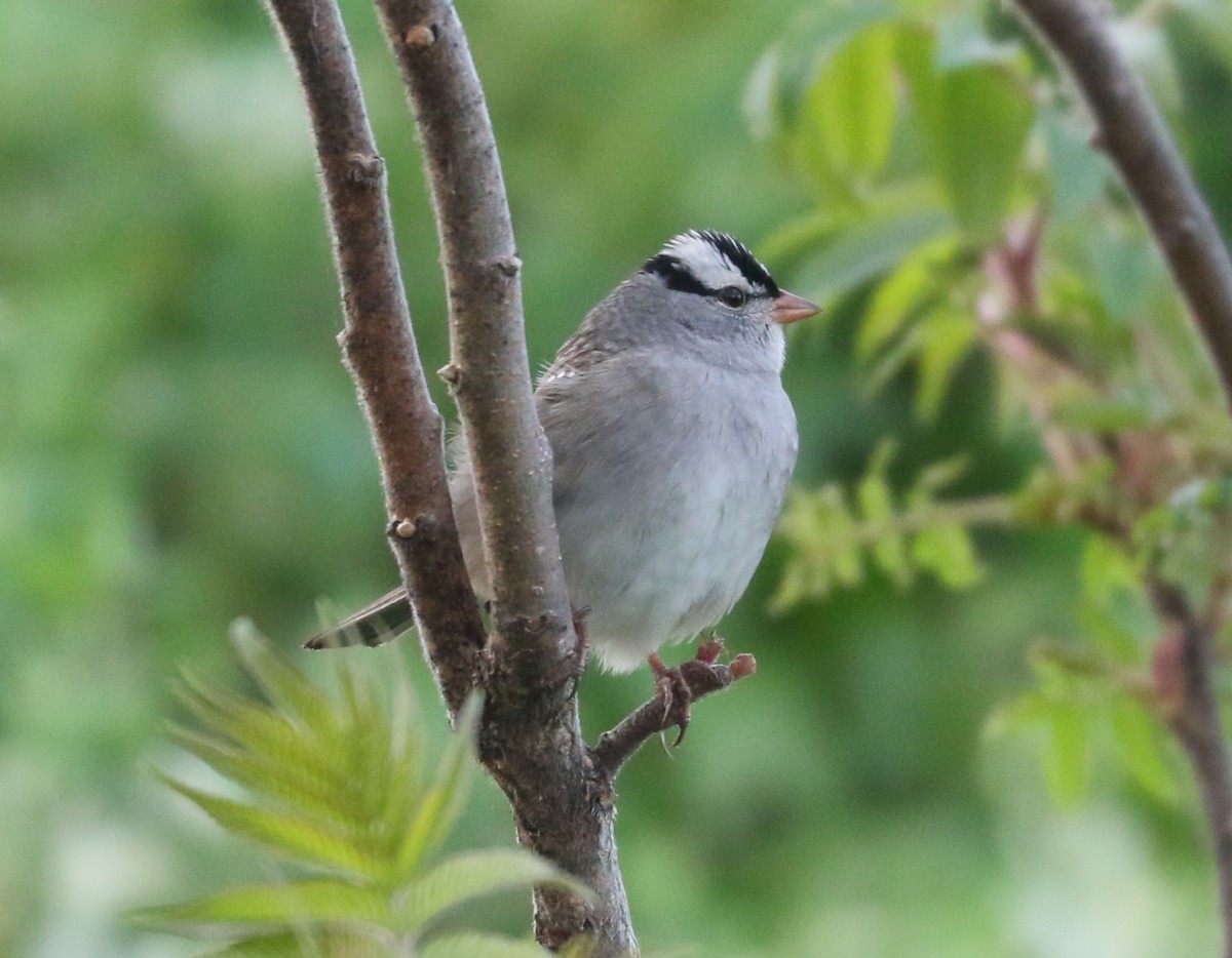 White-crowned Sparrow (Dark-lored) - ML619161558