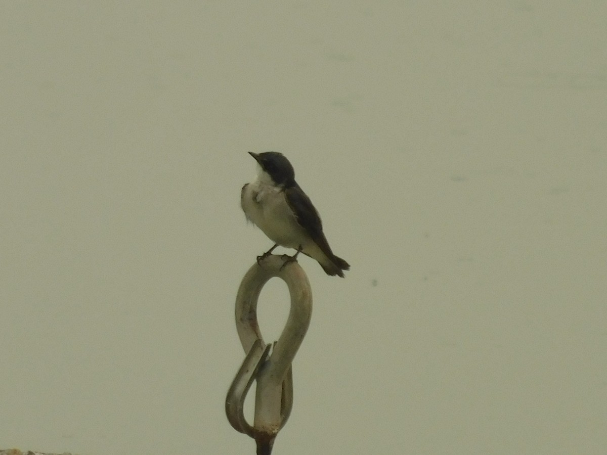 Mangrove Swallow - ML619161582