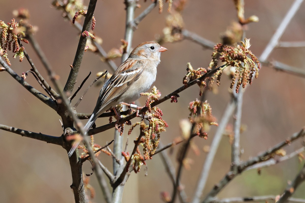 Field Sparrow - ML619161613