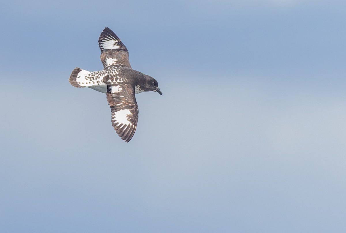 Капский голубок (australe) - ML619161646
