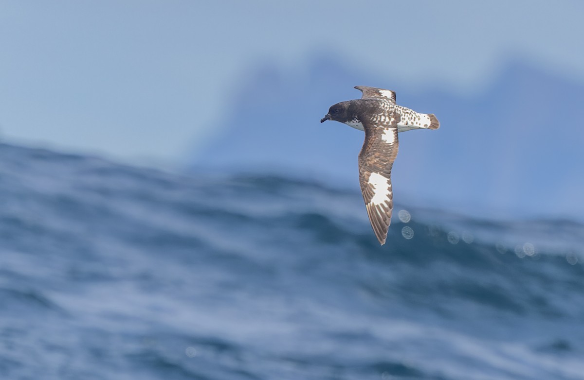 Капский голубок (australe) - ML619161647
