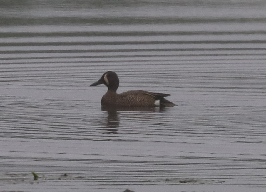 Blue-winged Teal - ML619161692
