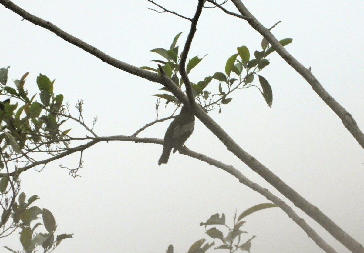 Gray-winged Blackbird - ML619161704