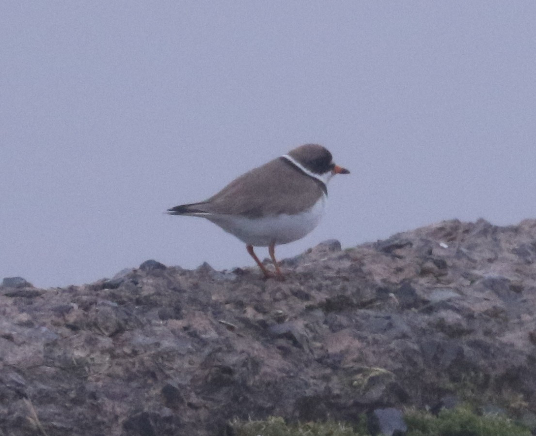 Semipalmated Plover - ML619161713