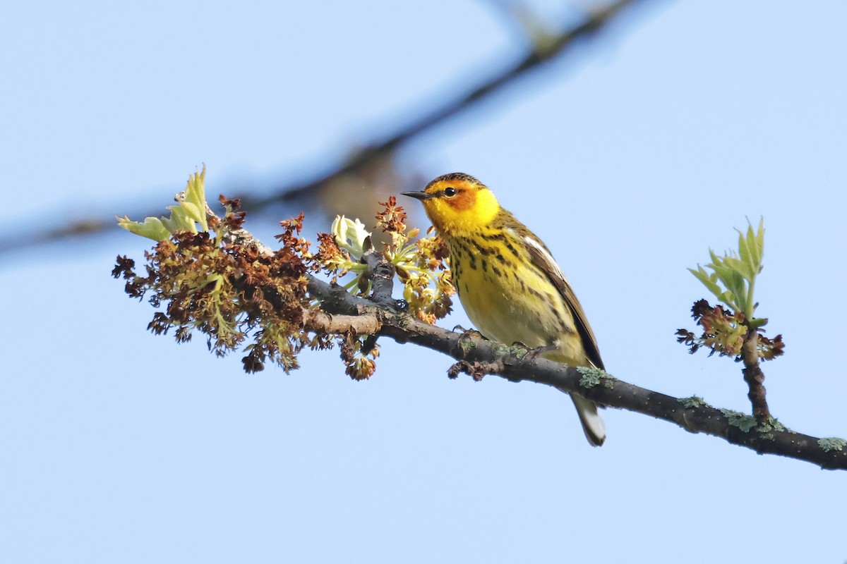 Cape May Warbler - ML619161719