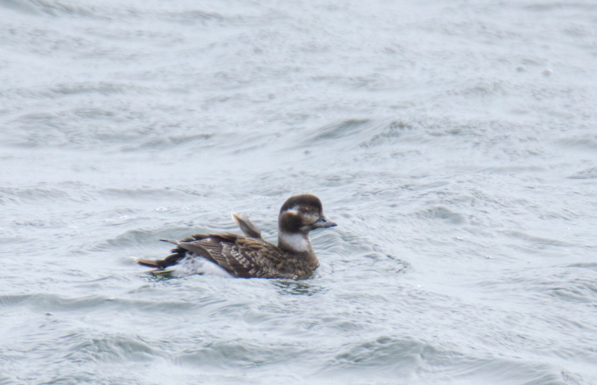 Long-tailed Duck - ML619161749