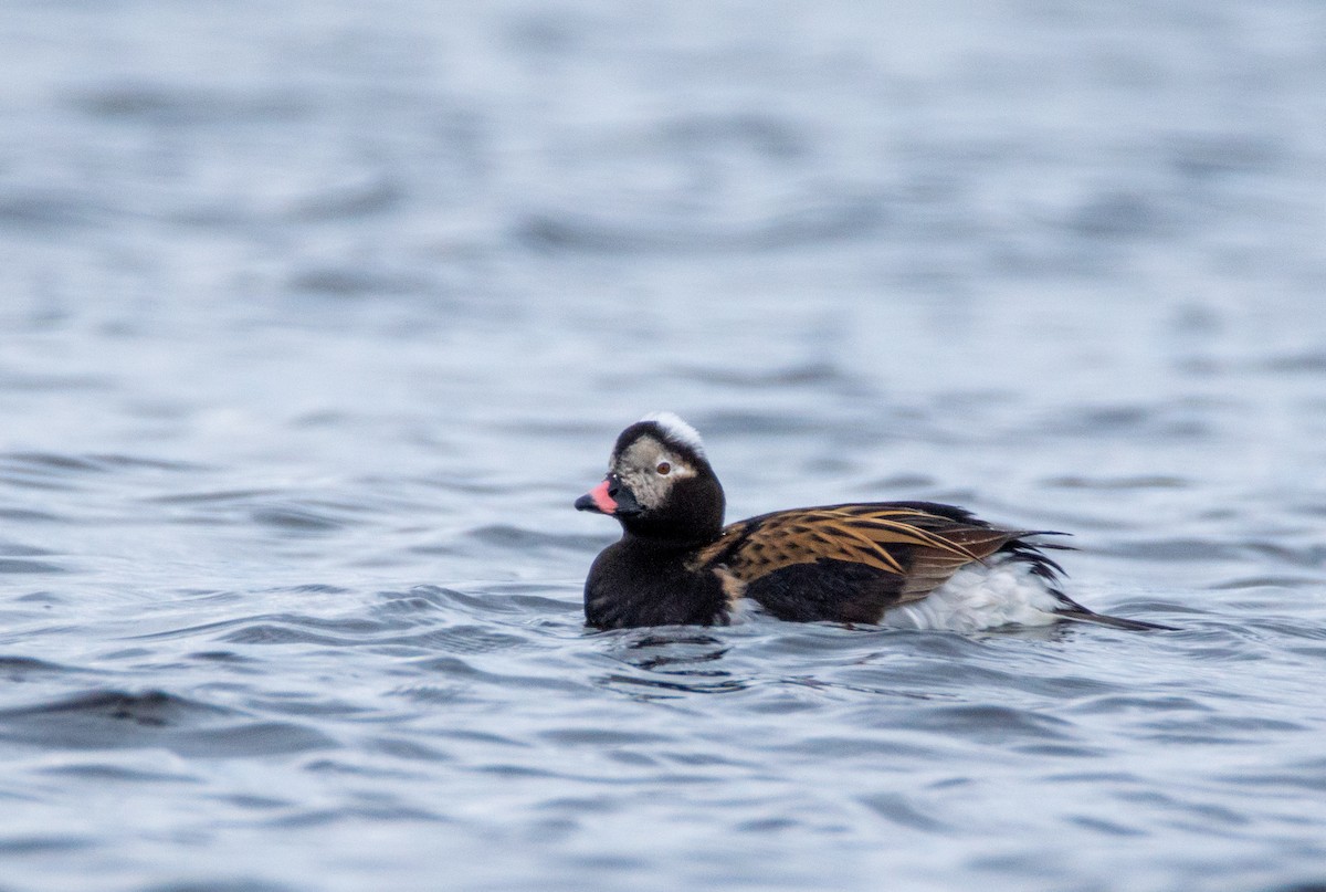 Long-tailed Duck - ML619161751