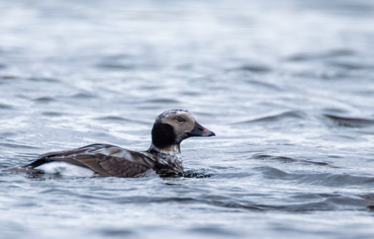 Long-tailed Duck - ML619161753