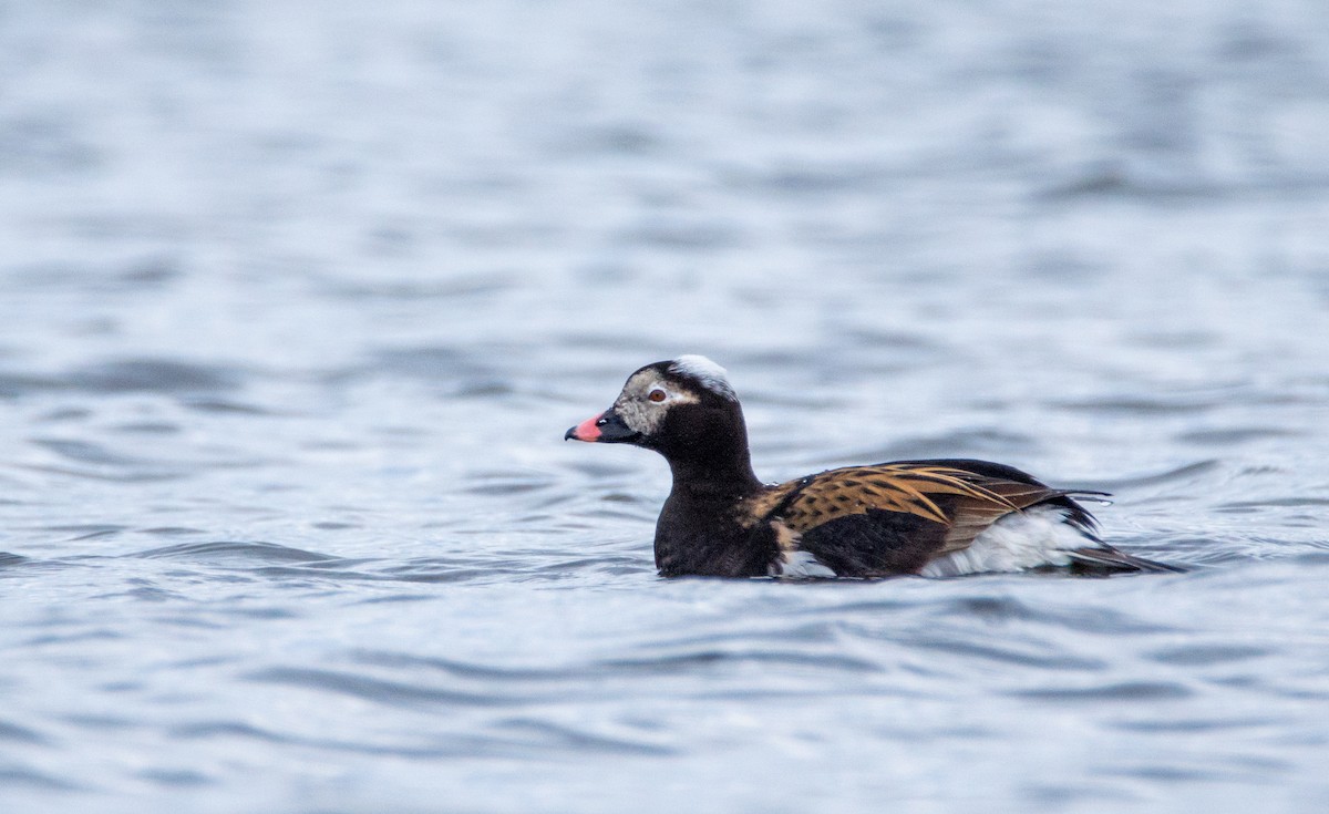 Long-tailed Duck - ML619161755