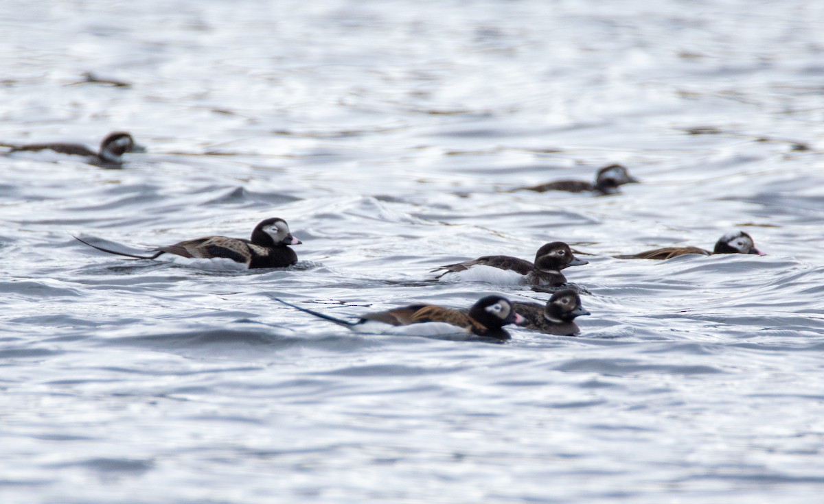 Long-tailed Duck - ML619161756