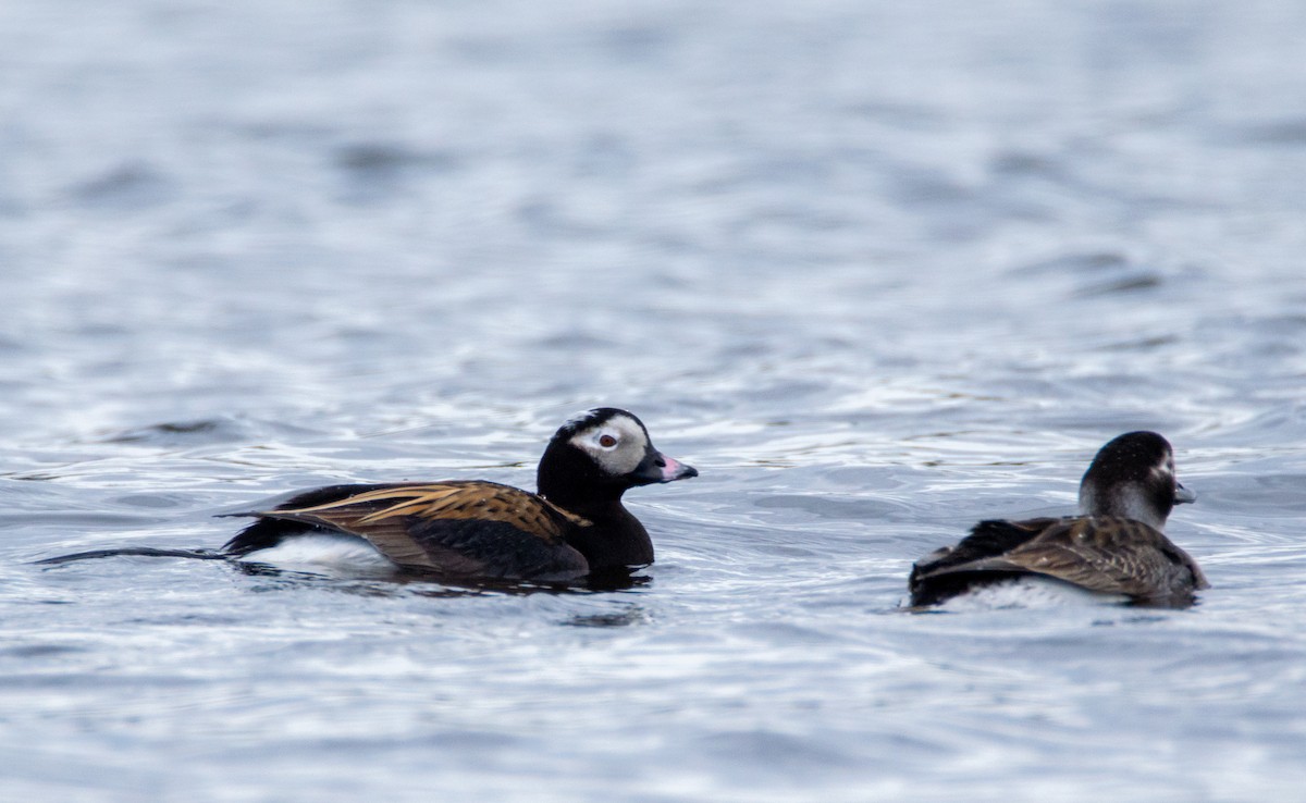 Long-tailed Duck - ML619161757
