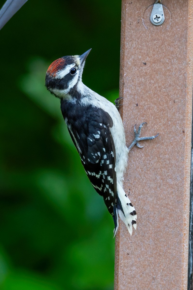 Downy Woodpecker - ML619161765