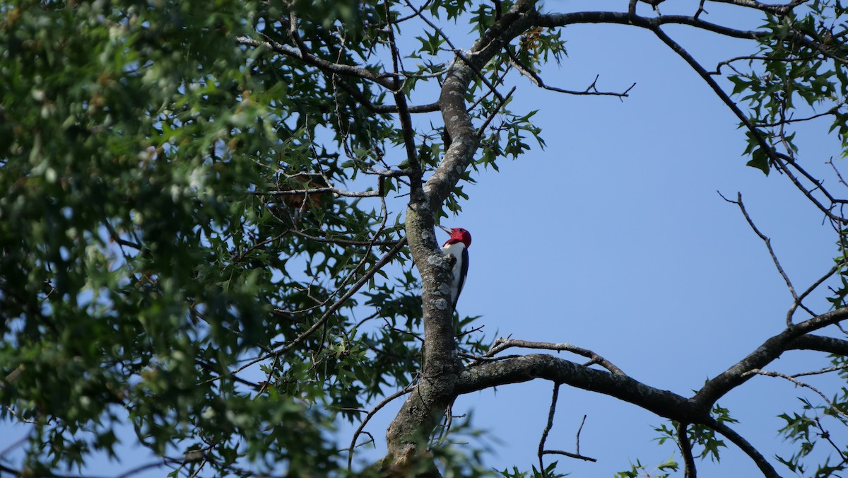 Red-headed Woodpecker - ML619161817