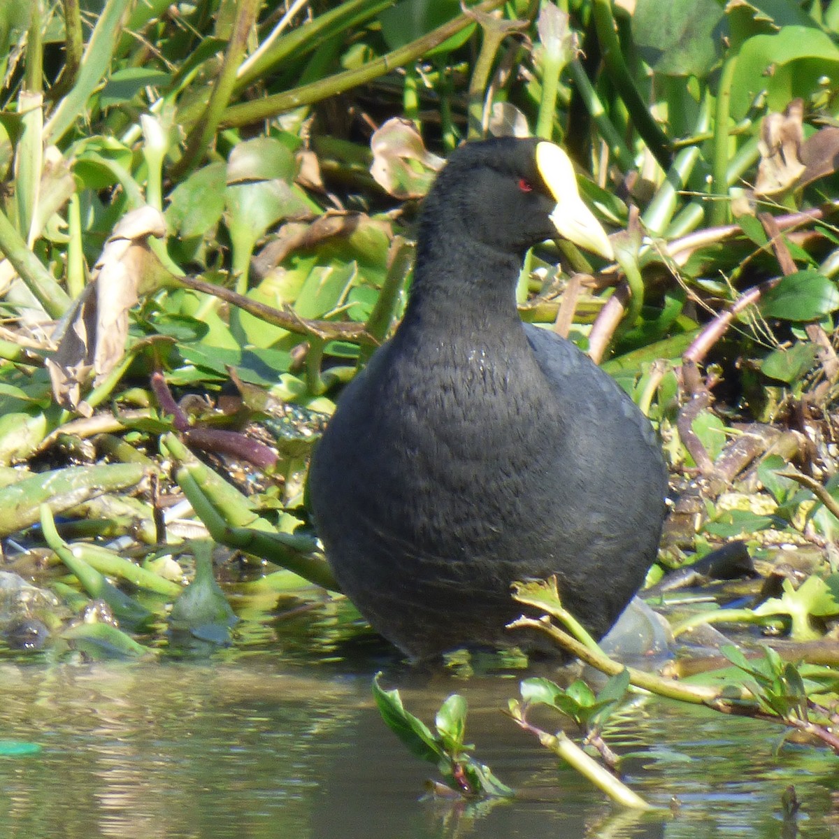 White-winged Coot - ML619161828