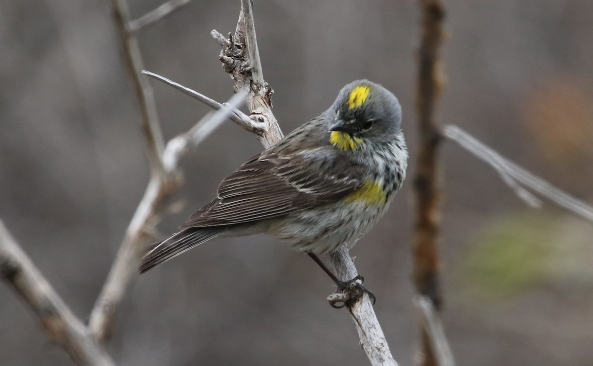 Yellow-rumped Warbler (Audubon's) - ML619161832