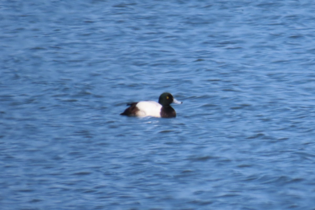 Greater Scaup - ML619161879