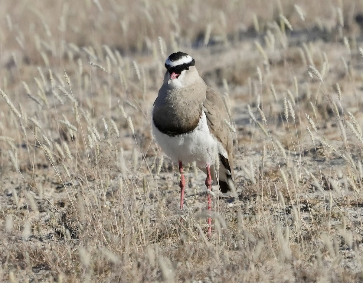 Crowned Lapwing - ML619161890
