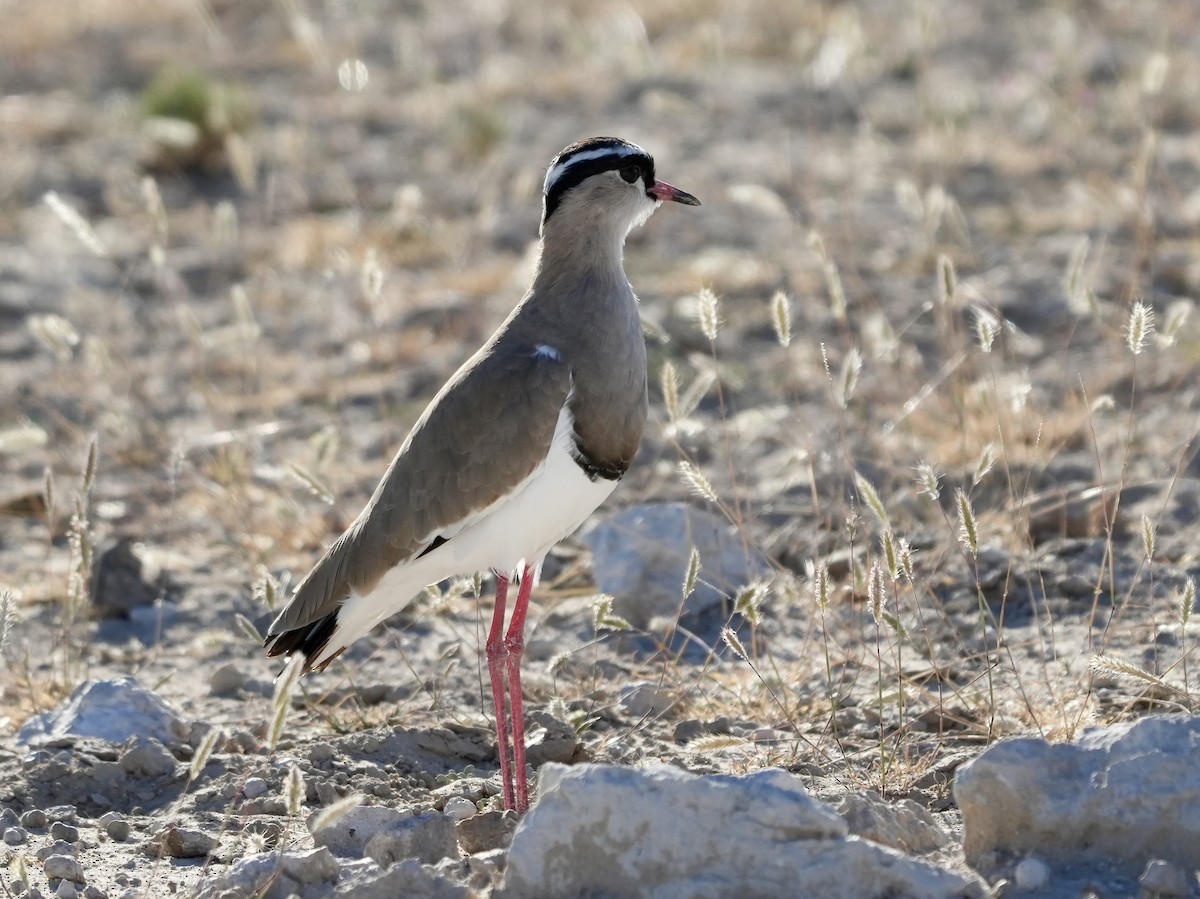 Crowned Lapwing - ML619161891