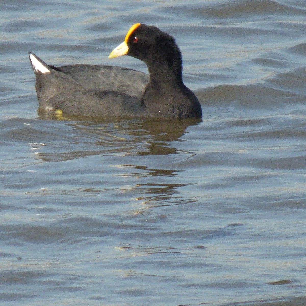 White-winged Coot - ML619161893