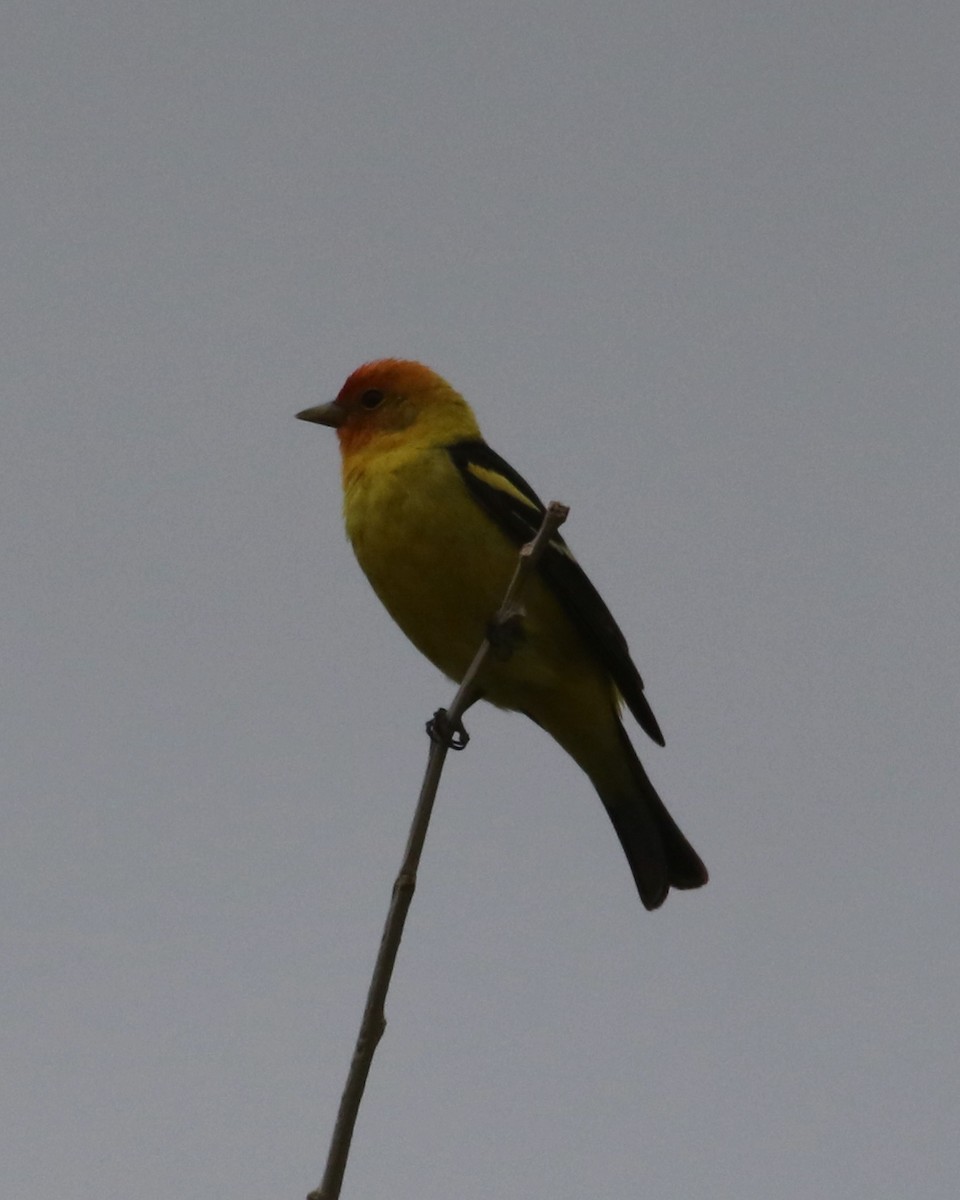 Western Tanager - ML619161903
