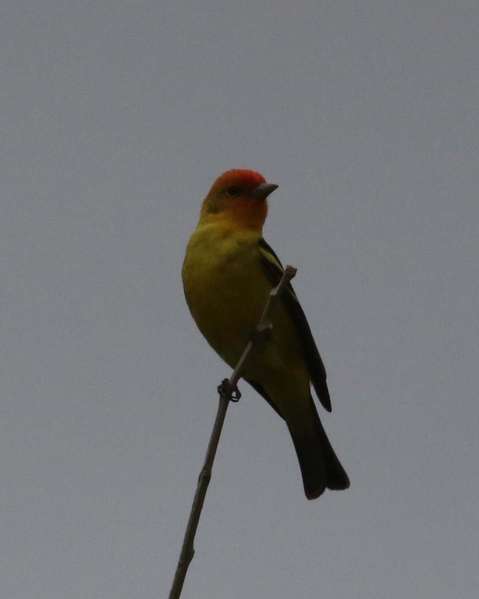 Western Tanager - ML619161904
