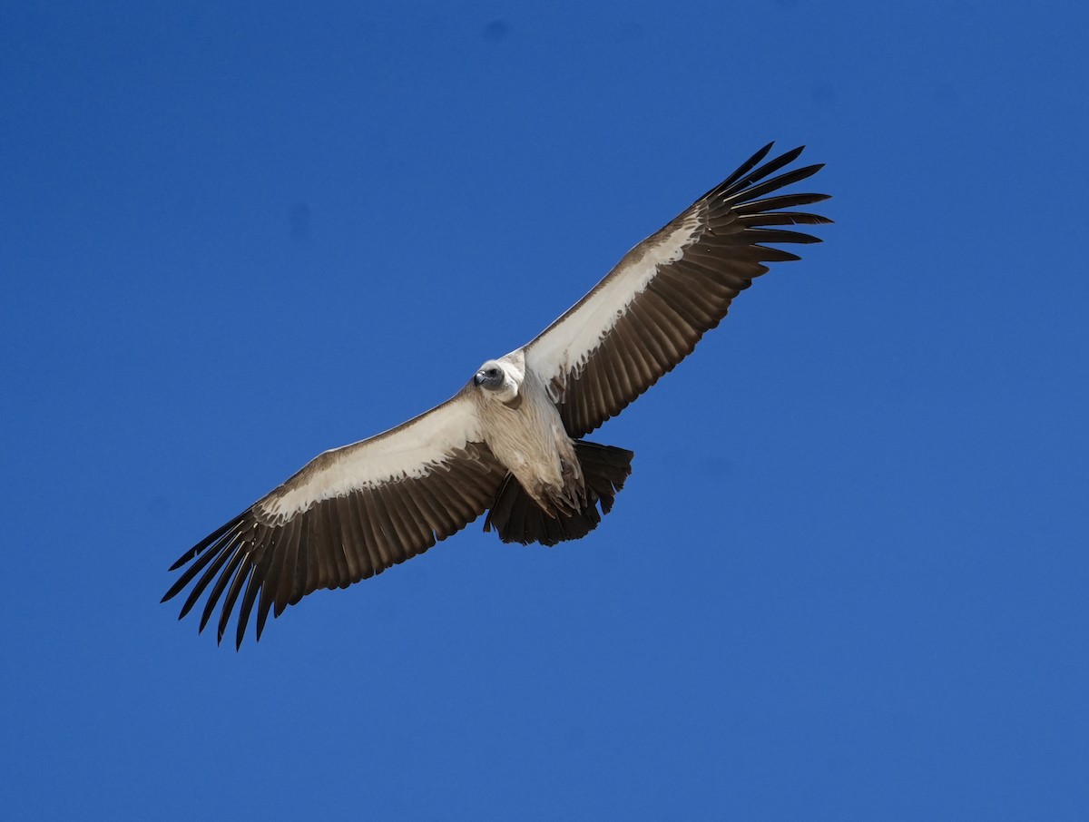 White-backed Vulture - ML619161913