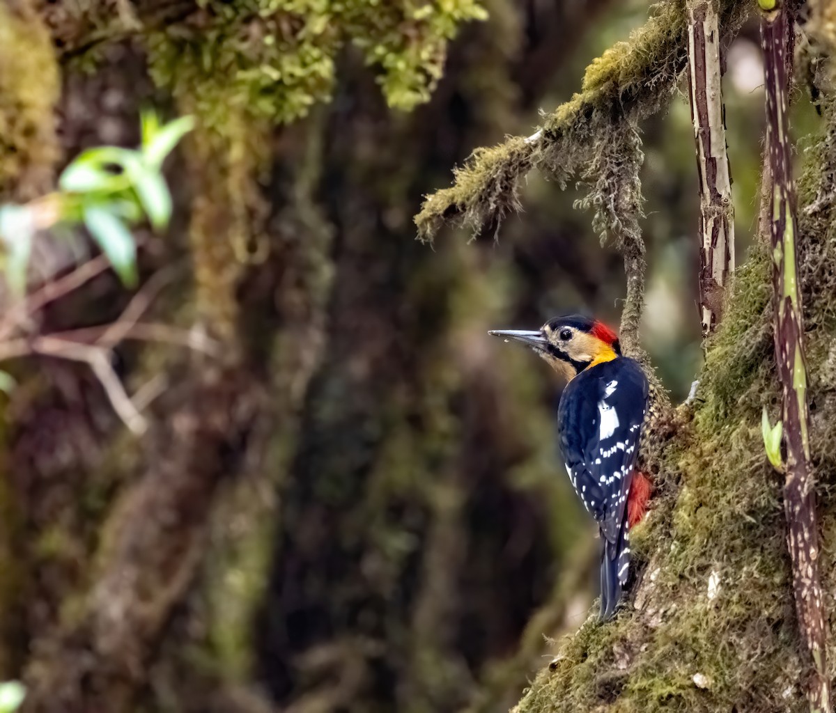 Darjeeling Woodpecker - ML619161941