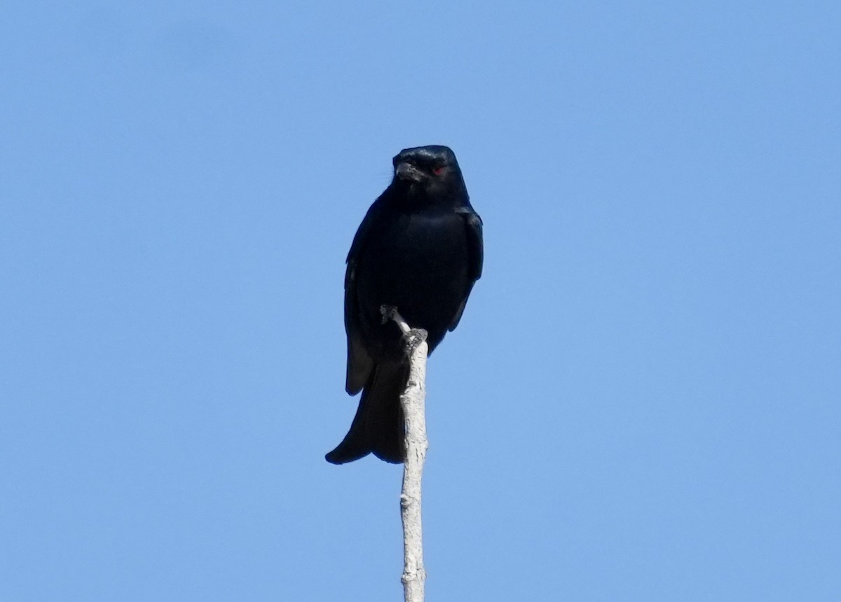 Fork-tailed Drongo - ML619161949