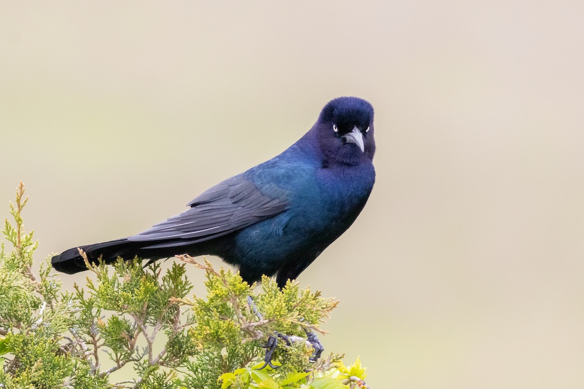 Boat-tailed Grackle - ML619161970
